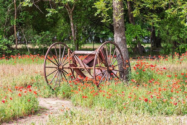 Wilson, Emily M. 아티스트의 Castroville-Texas-USA-Rusted antique farm equipment in a field of poppies작품입니다.